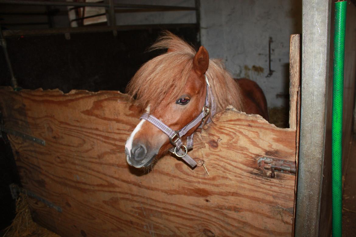 Miniature Red Clouds Sweet beauty billede 1