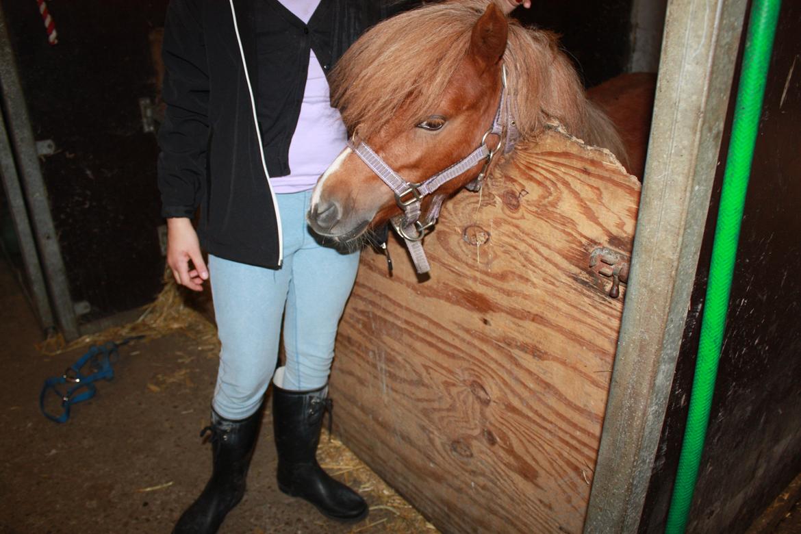 Miniature Red Clouds Sweet beauty billede 3