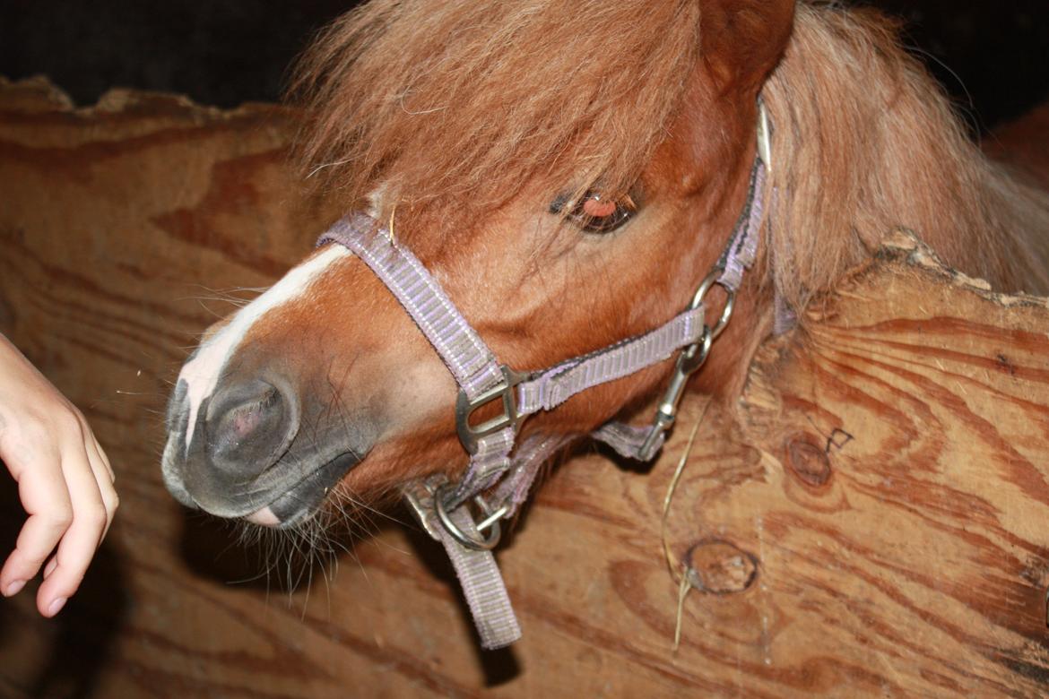 Miniature Red Clouds Sweet beauty billede 4