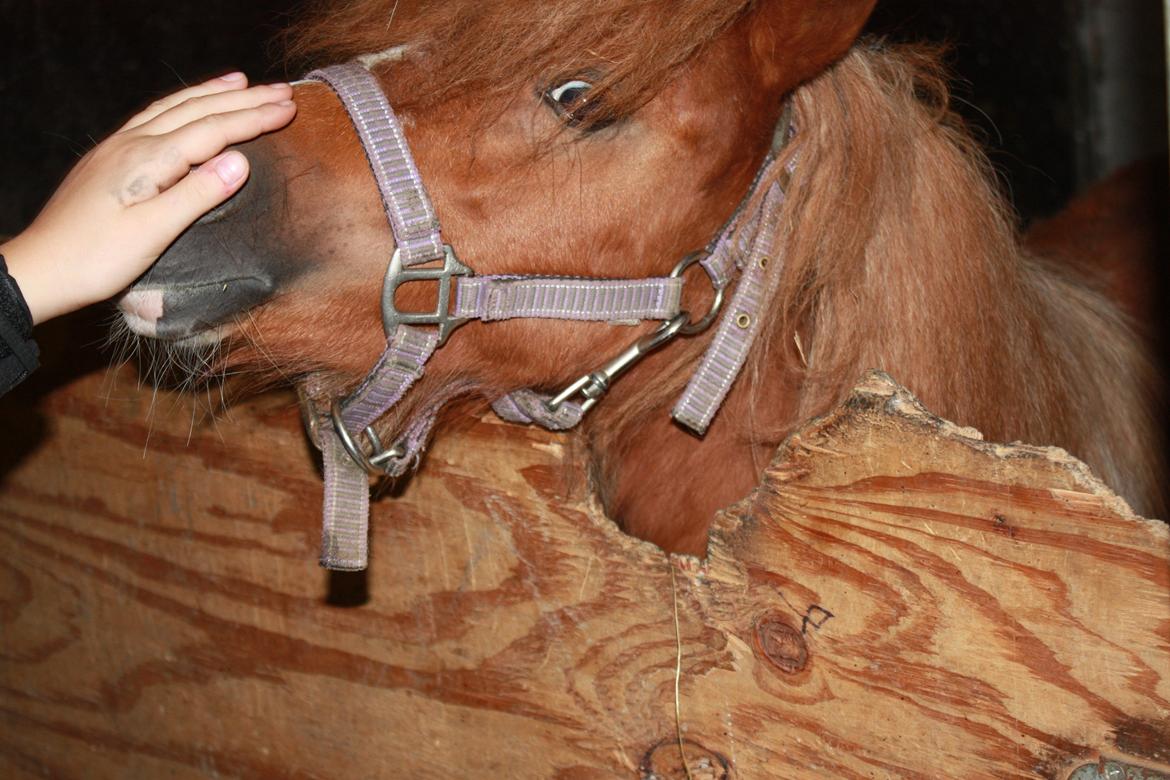 Miniature Red Clouds Sweet beauty billede 5