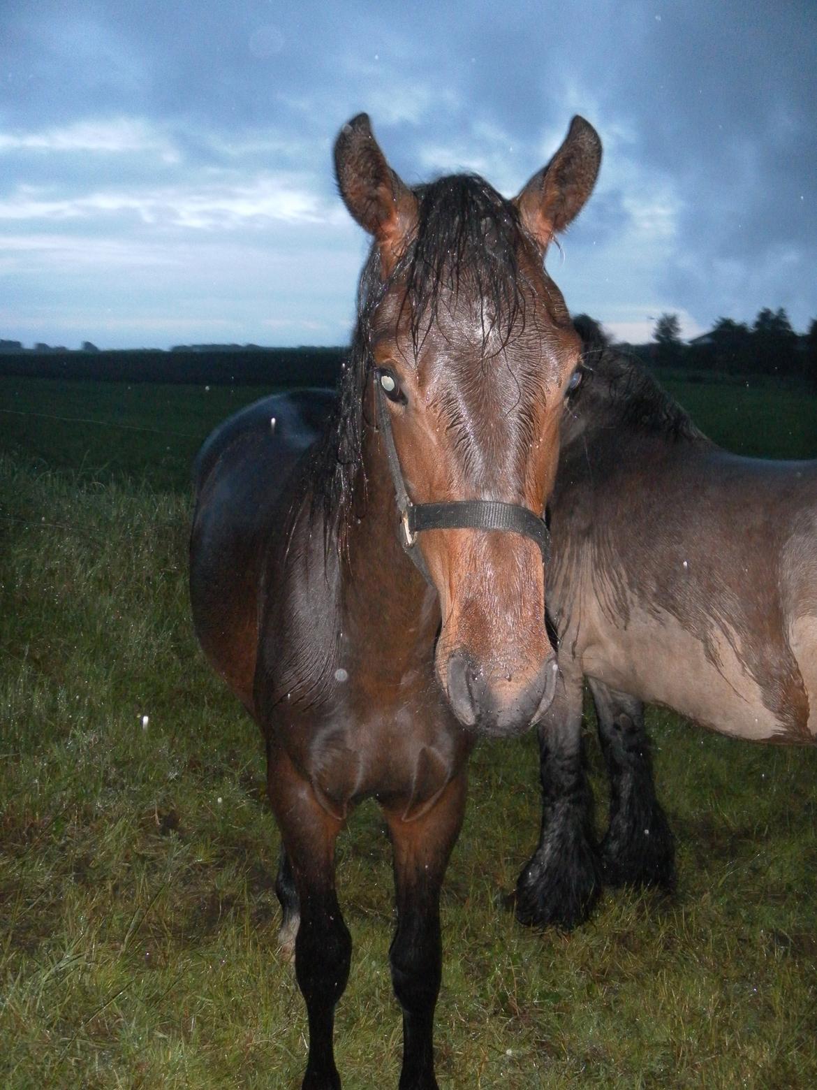 Anden særlig race Dobby - Første dag væk fra moar med "reservemor" billede 2