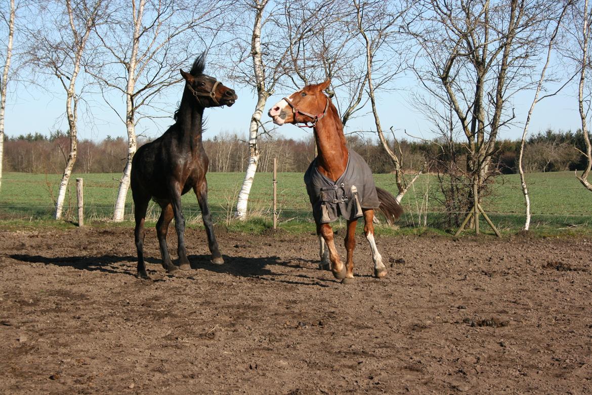 Anden særlig race Dobby billede 5