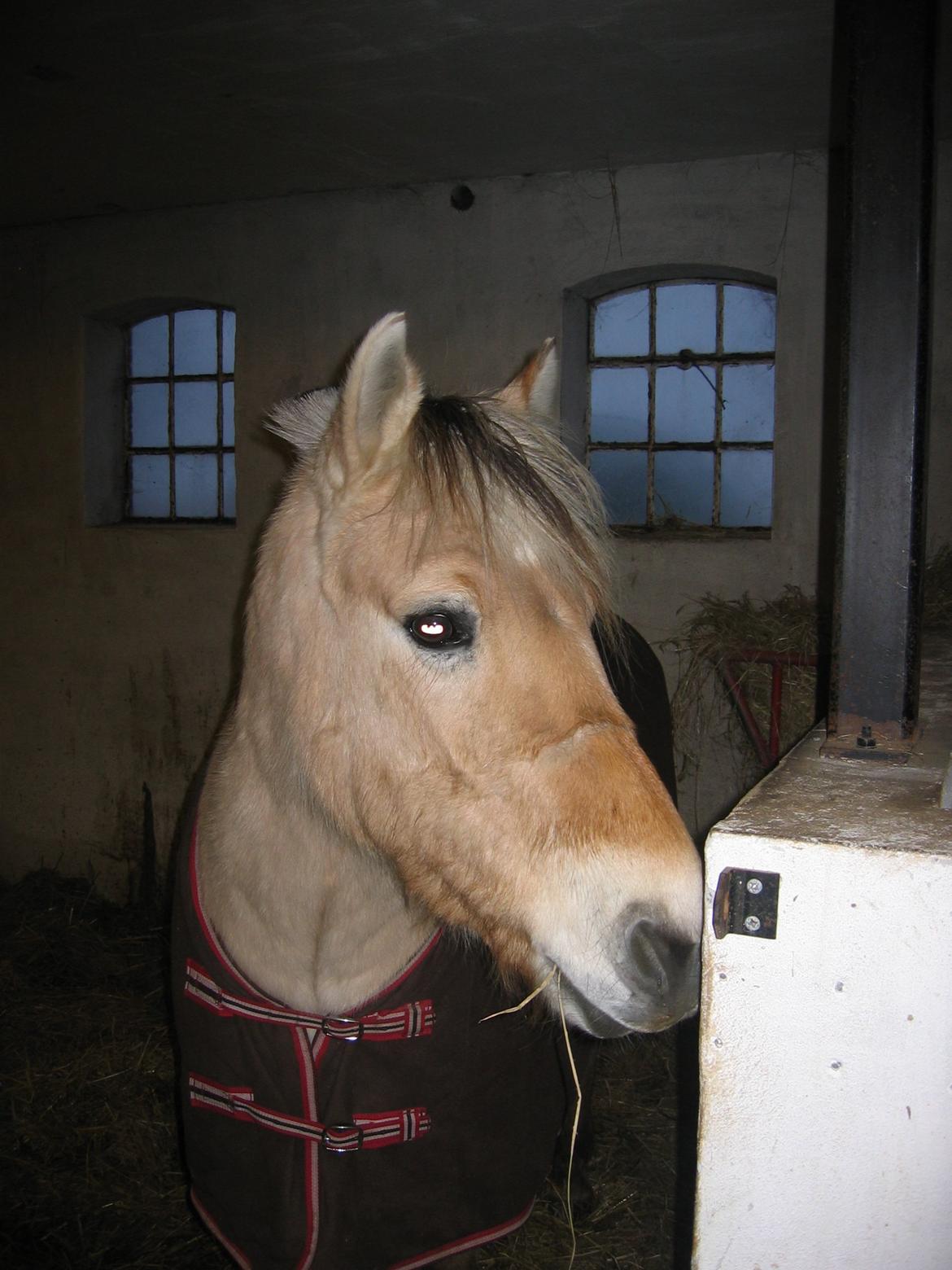 Fjordhest Zalto billede 12