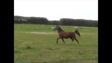 Anden særlig race Bahia - Man er jo ikke araber pony for ingenting! billede 14