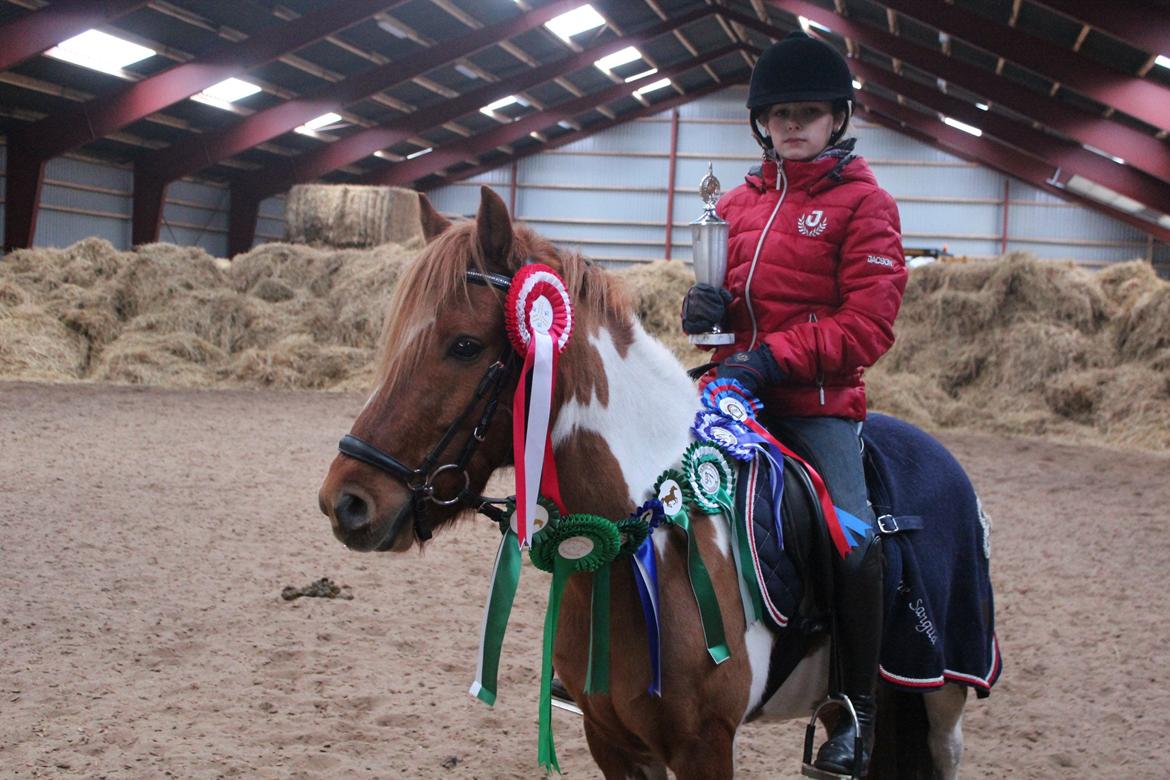 Anden særlig race Stenlunds Sonny - Mest vindende rytter på klubplan i spring, her med pokalen og alle vores rosetter fra 2012 :-) billede 1