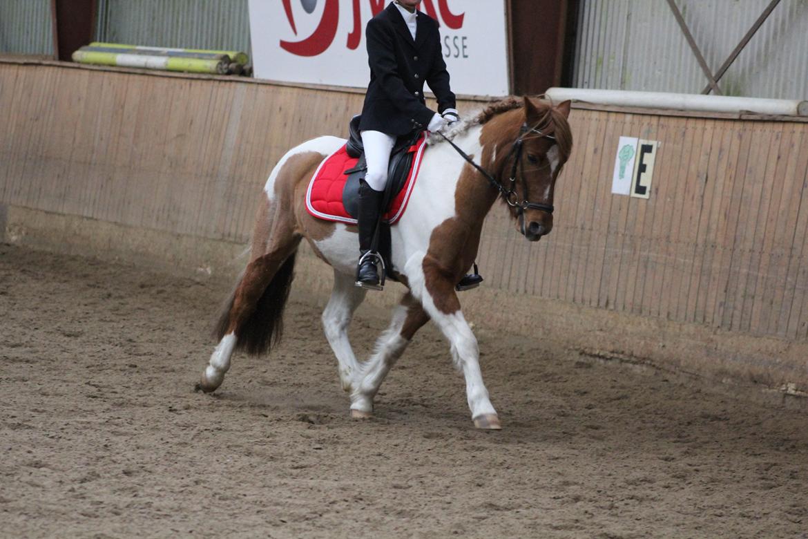 Anden særlig race Stenlunds Sonny - Julestævne på BORK d. 28-12-12 :-) Vi red vores første LB1. billede 20