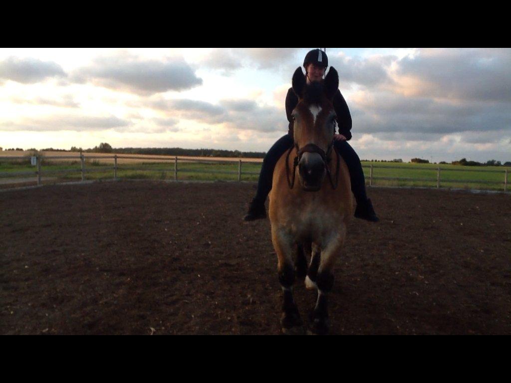 Belgier - Møffe (Basse) billede 10