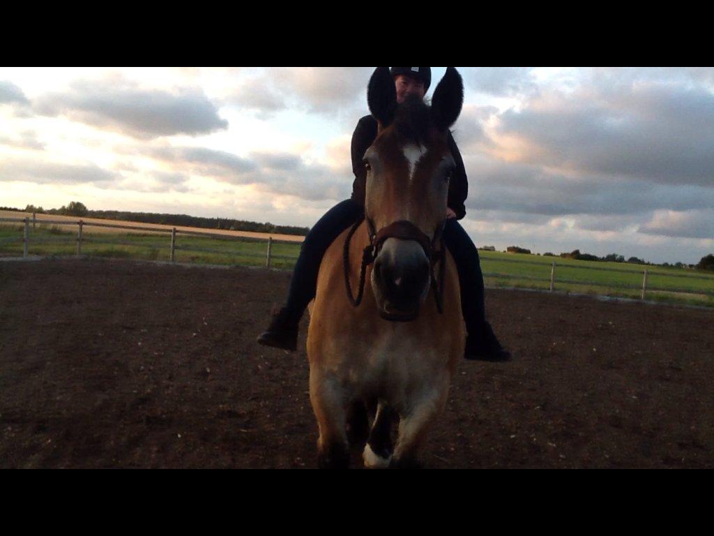 Belgier - Møffe (Basse) billede 11