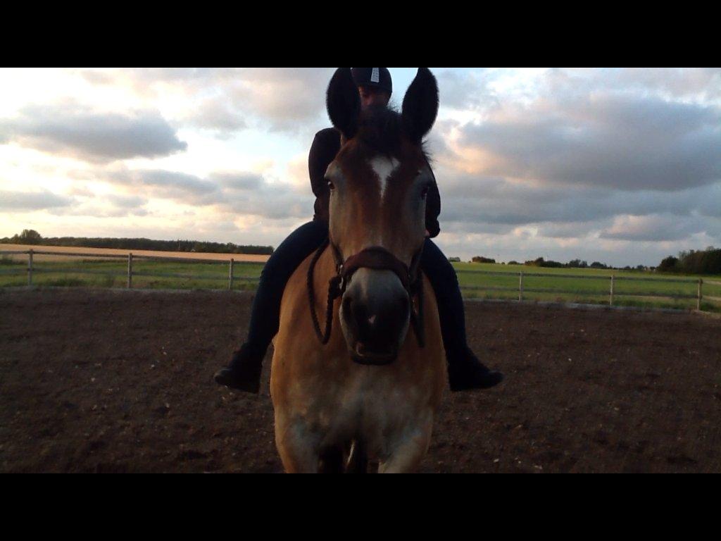 Belgier - Møffe (Basse) billede 12