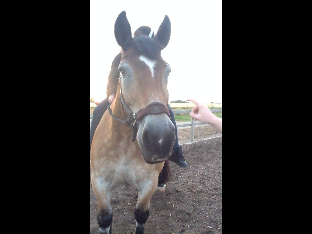 Belgier - Møffe (Basse) billede 13