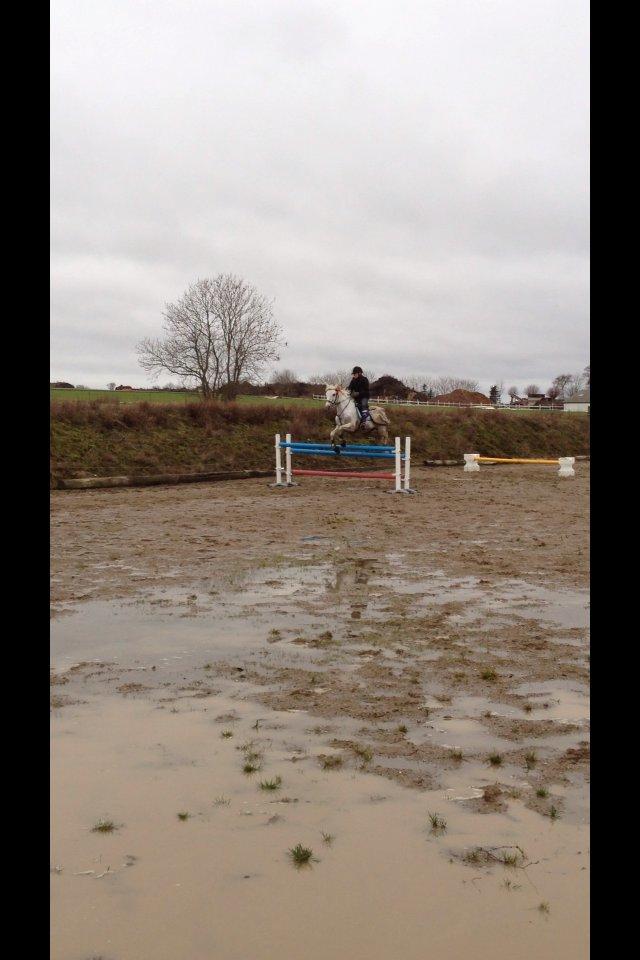 Welsh Cob (sec D) Baletten's S - 1 meter. billede 9