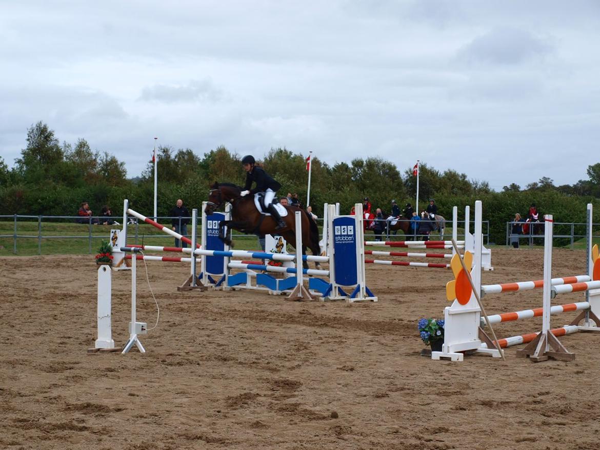 Welsh Partbred (Sec F) GROEZE'S JOSINA - Første stævne <3 0 fejl! - Ligger godt over :-) billede 13