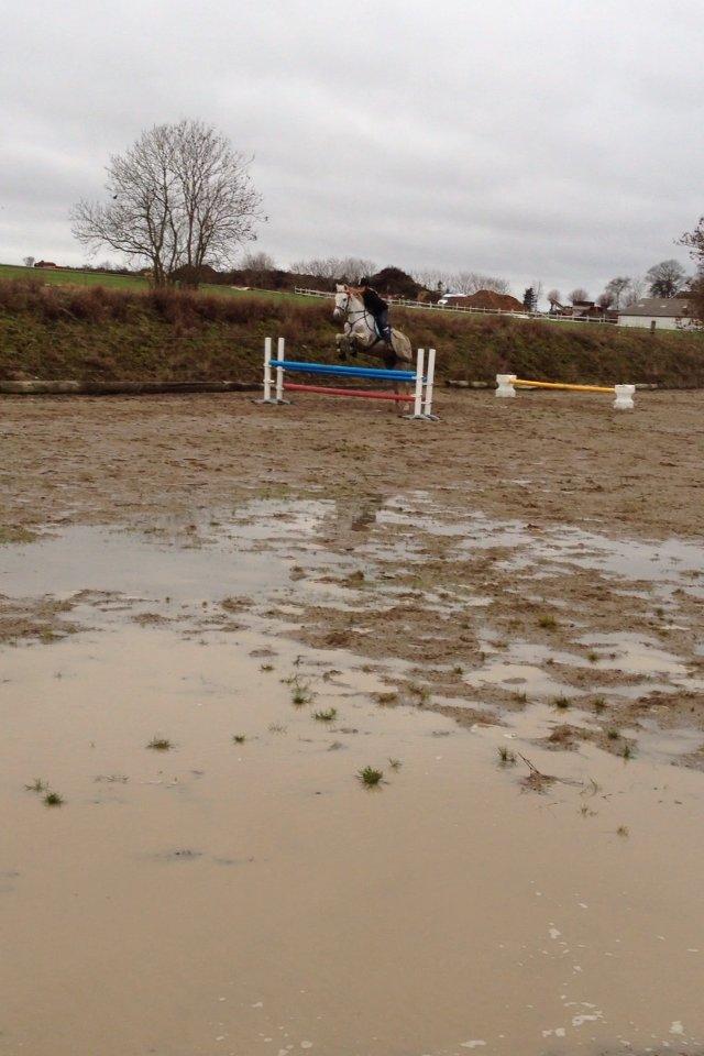 Welsh Cob (sec D) Baletten's S - 80 cm. billede 11
