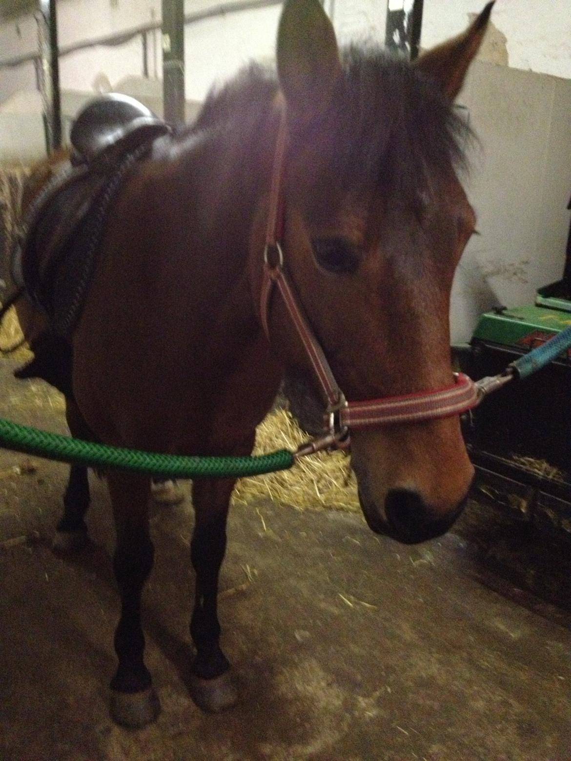 Anden særlig race Hope billede 15