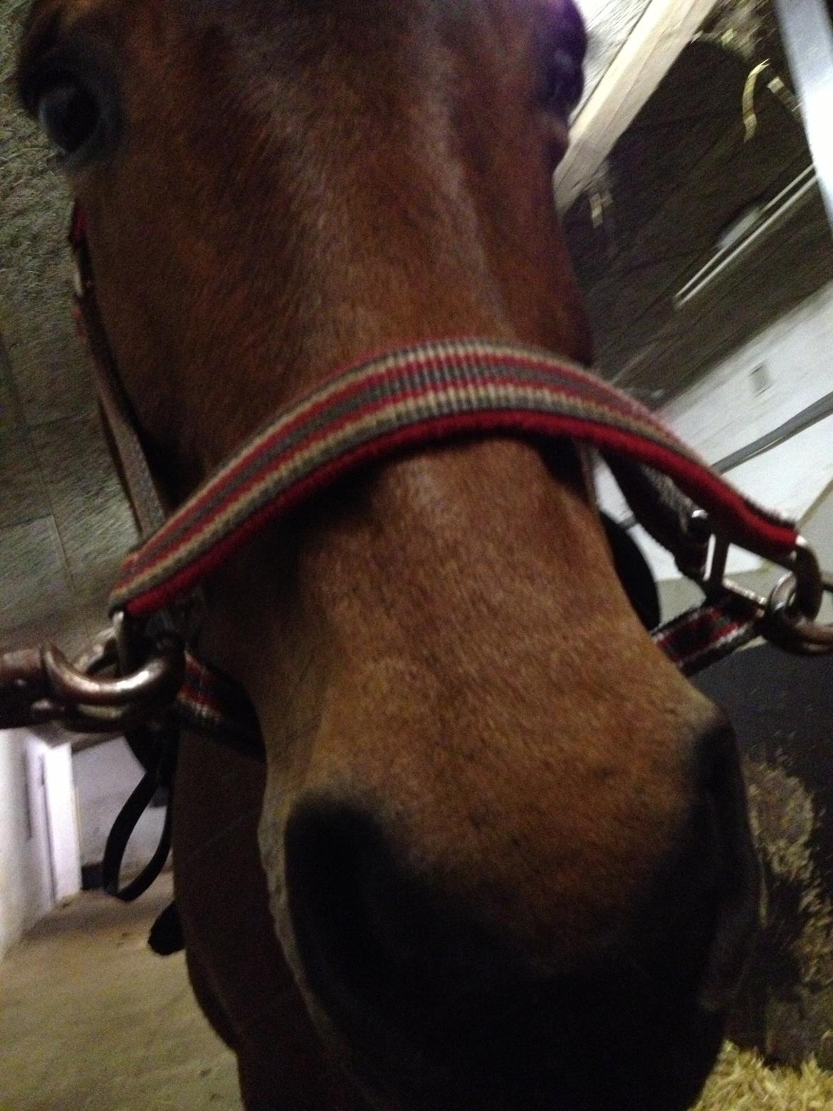 Anden særlig race Hope billede 16