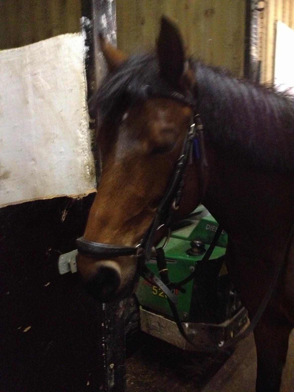 Anden særlig race Hope billede 17