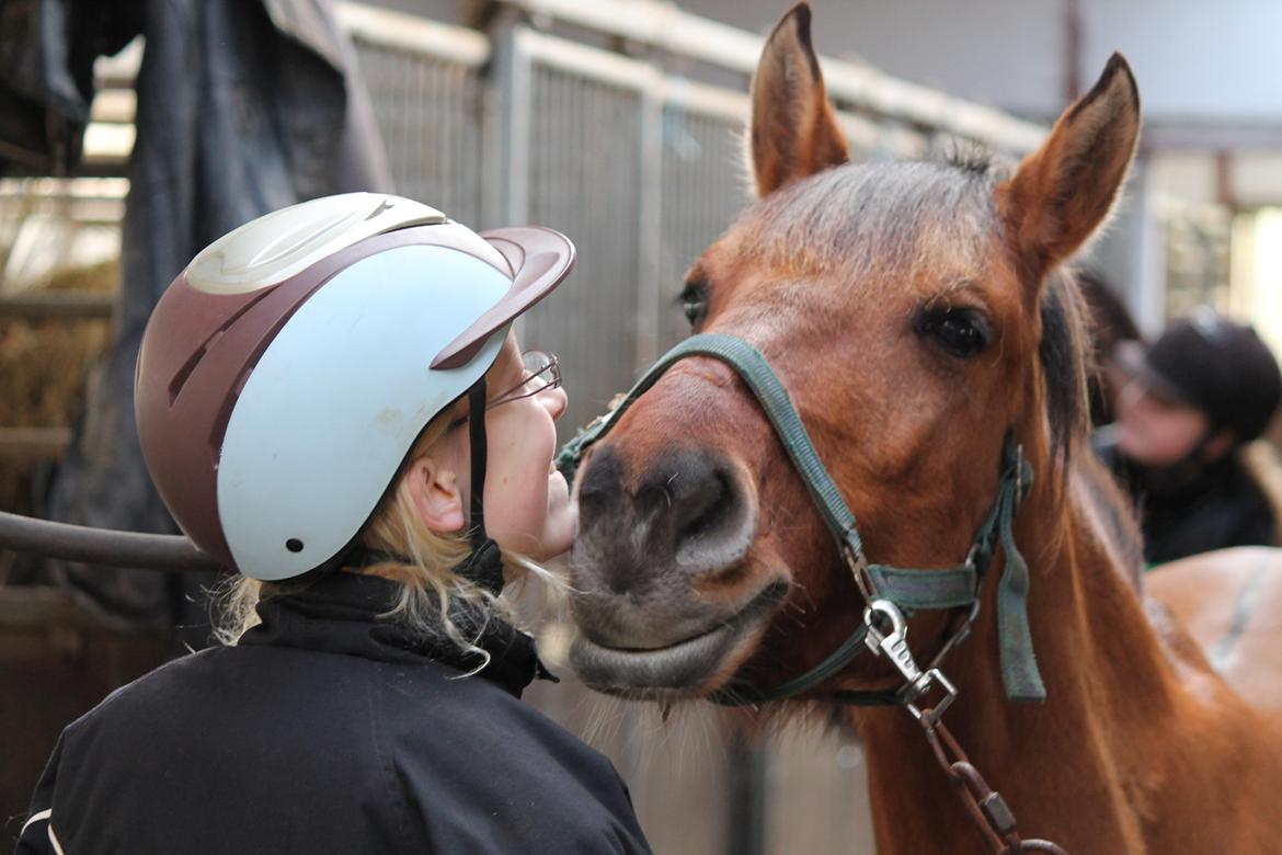 Anden særlig race Ærøs Kari [rider] - Et kys til den bette <3 billede 1