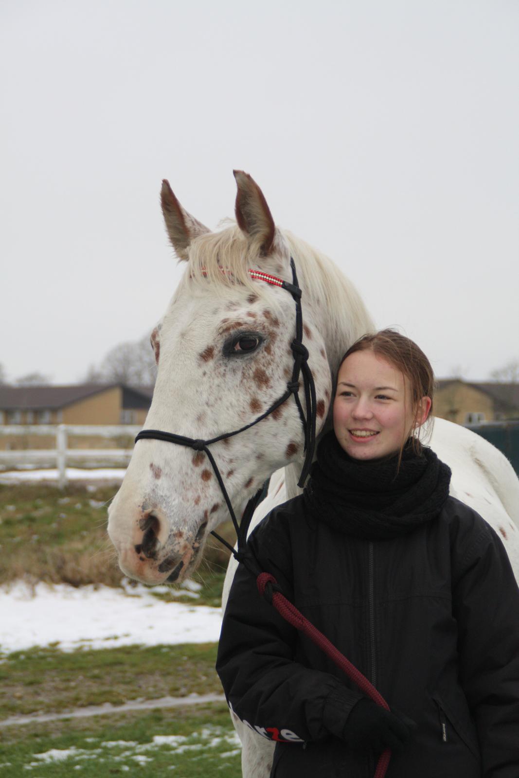 Appaloosa Spotlight - Søde hest <3 [foto: lara bragenholt] billede 3