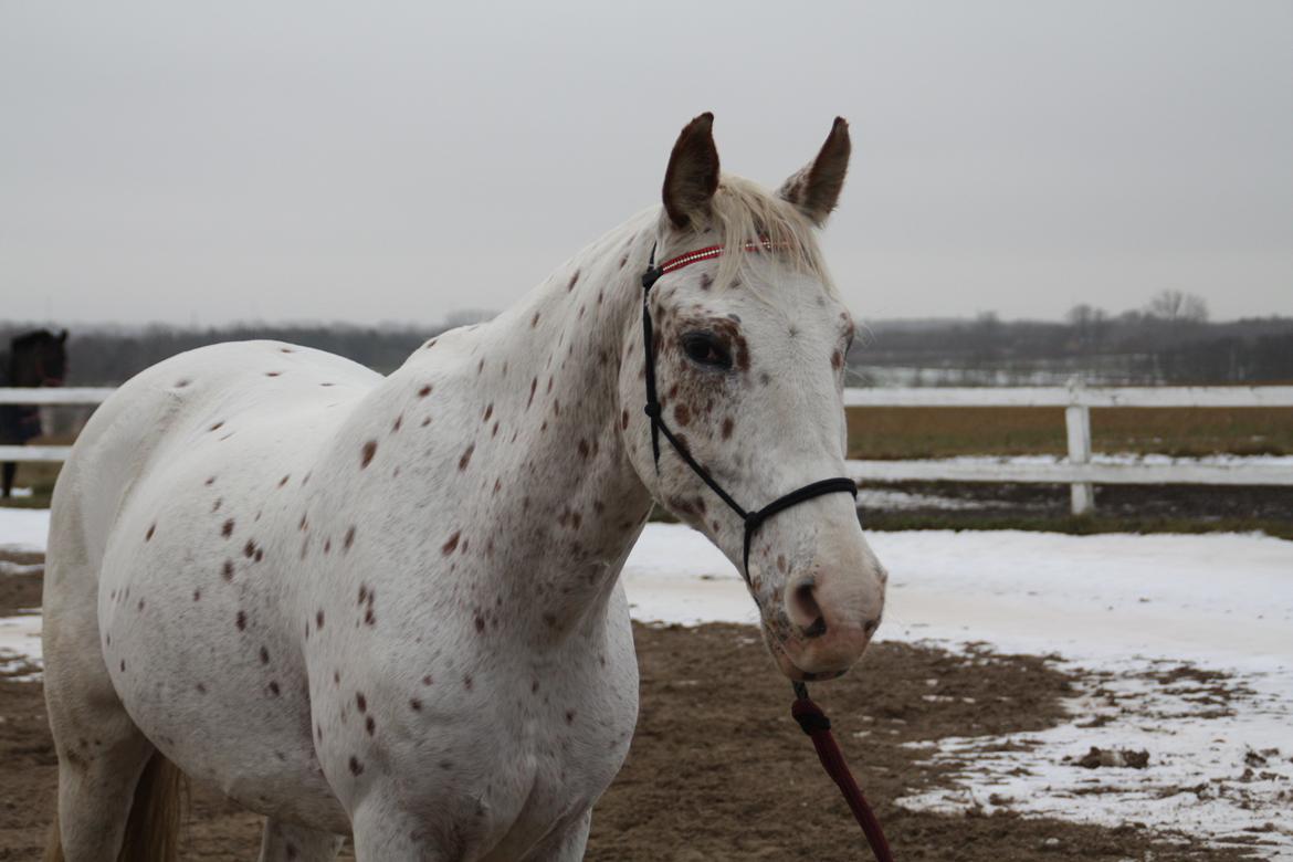 Appaloosa Spotlight - [foto: lara bragenholt] billede 4