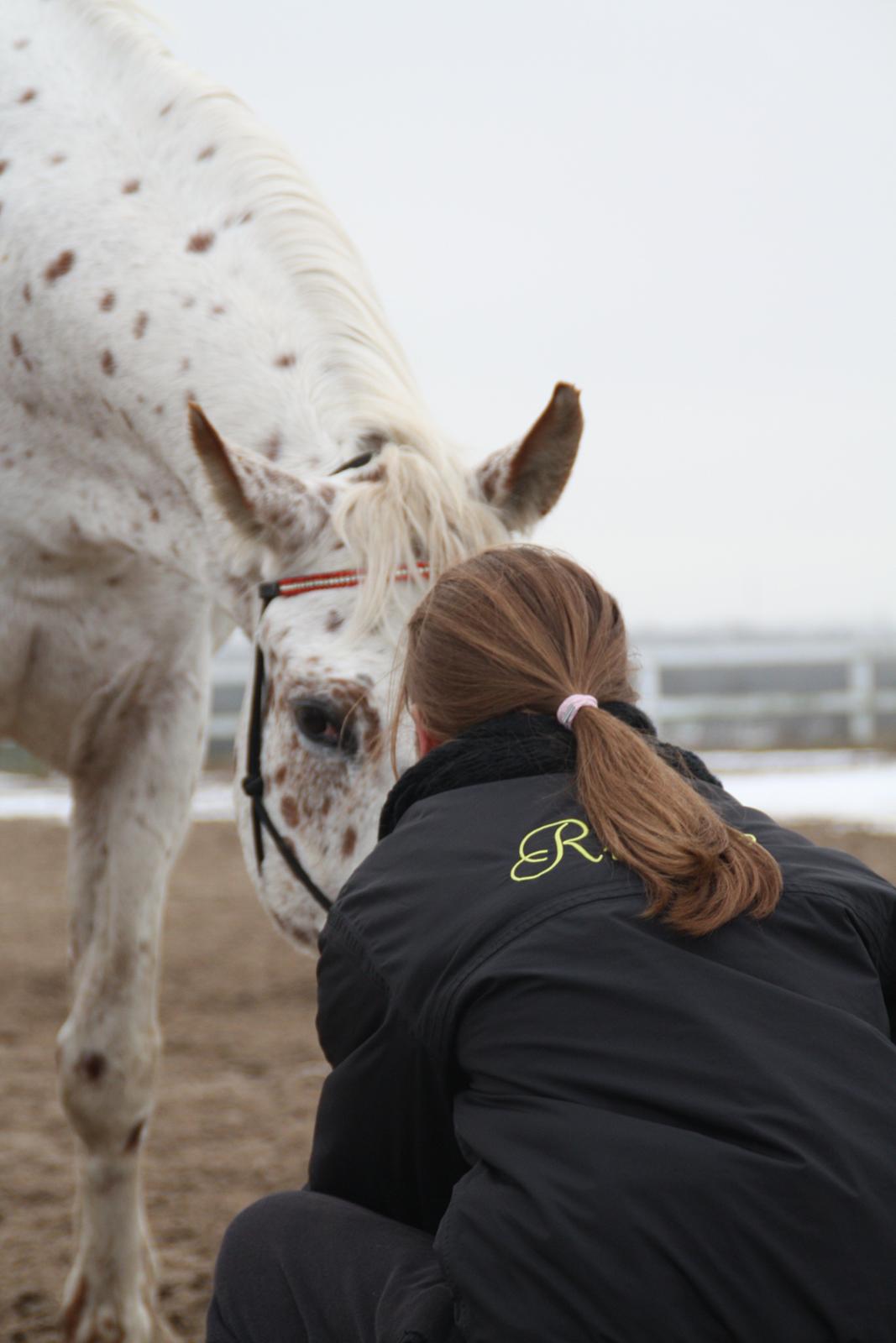 Appaloosa Spotlight - Stand with me and i will show you the whole world <3 24 december 2012 [foto: lara bragenholt]  billede 6