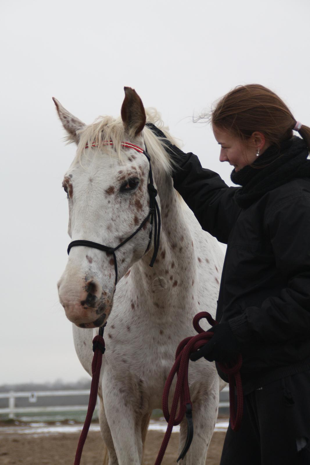 Appaloosa Spotlight - Hygge <3 [foto: lara bragenholt] billede 7