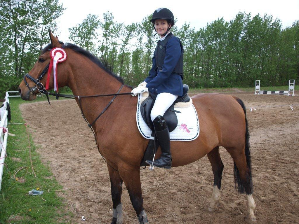 Dansk Varmblod TRÉSOR billede 2