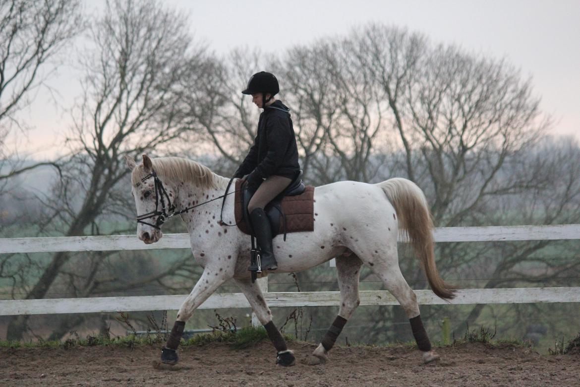 Appaloosa Spotlight - Trav [foto: annasofie jørgensen] billede 8