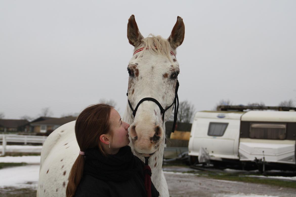 Appaloosa Spotlight - Møsser til hypper! [foto: lara bragenholt] billede 9