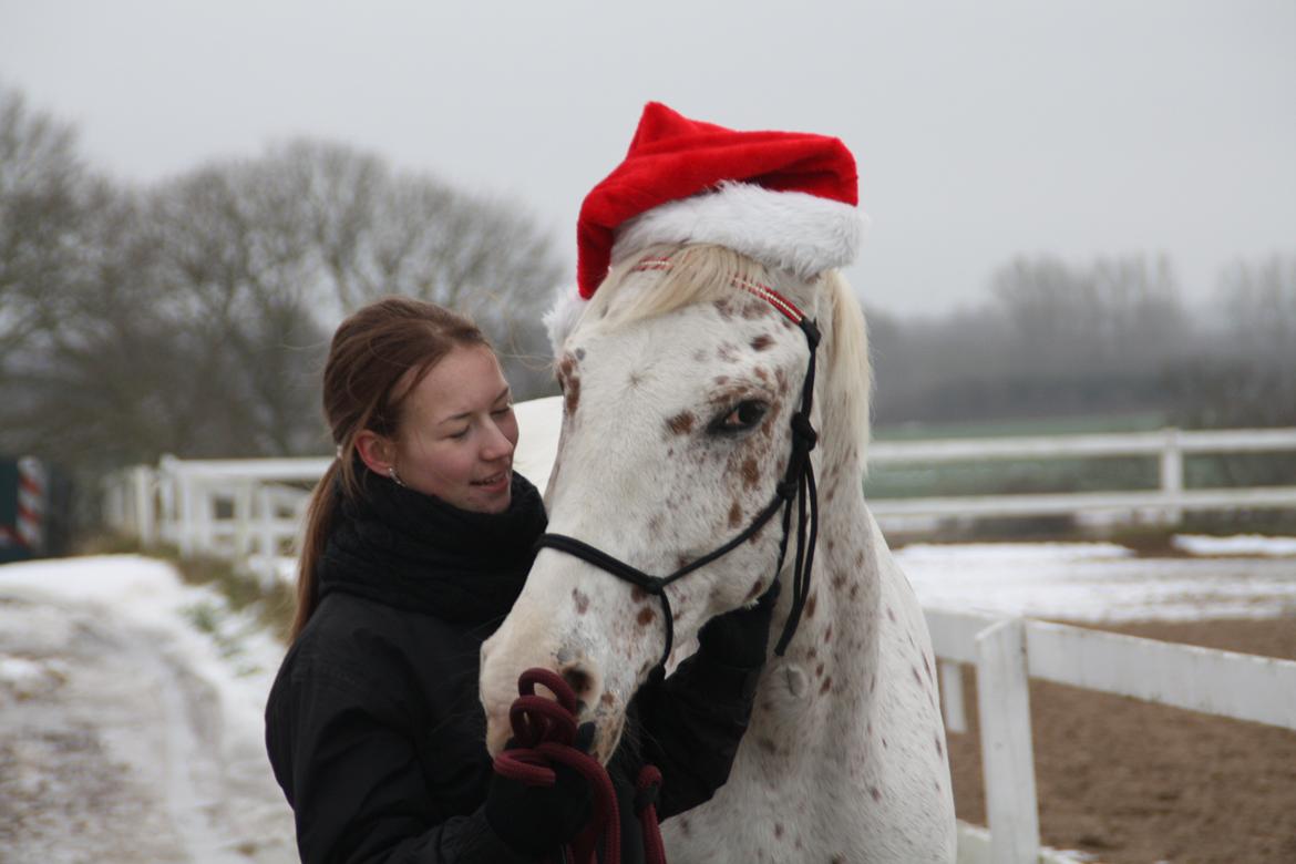 Appaloosa Spotlight - Jul! 24 dec. 2012 [foto: lara bragenholt] billede 10