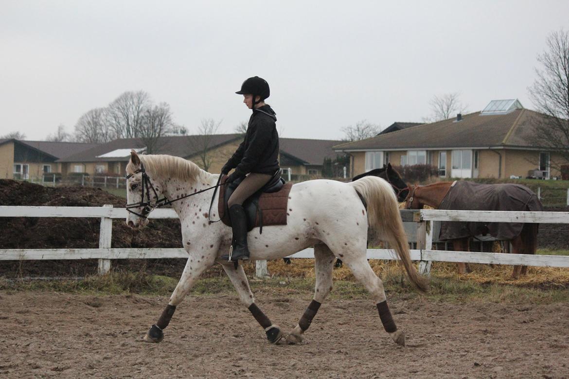 Appaloosa Spotlight - Lækker arbejdstrav! November 2012 [foto: annasofie jørgensen] billede 2