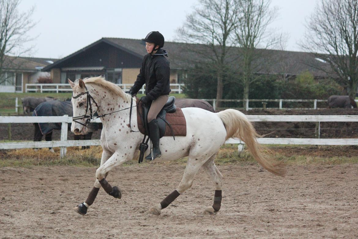Appaloosa Spotlight - Rolig galop :) [foto: annasofie jørgensen] billede 5