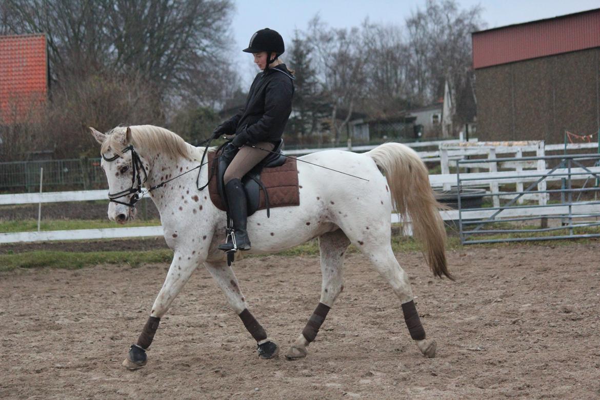 Appaloosa Spotlight billede 12