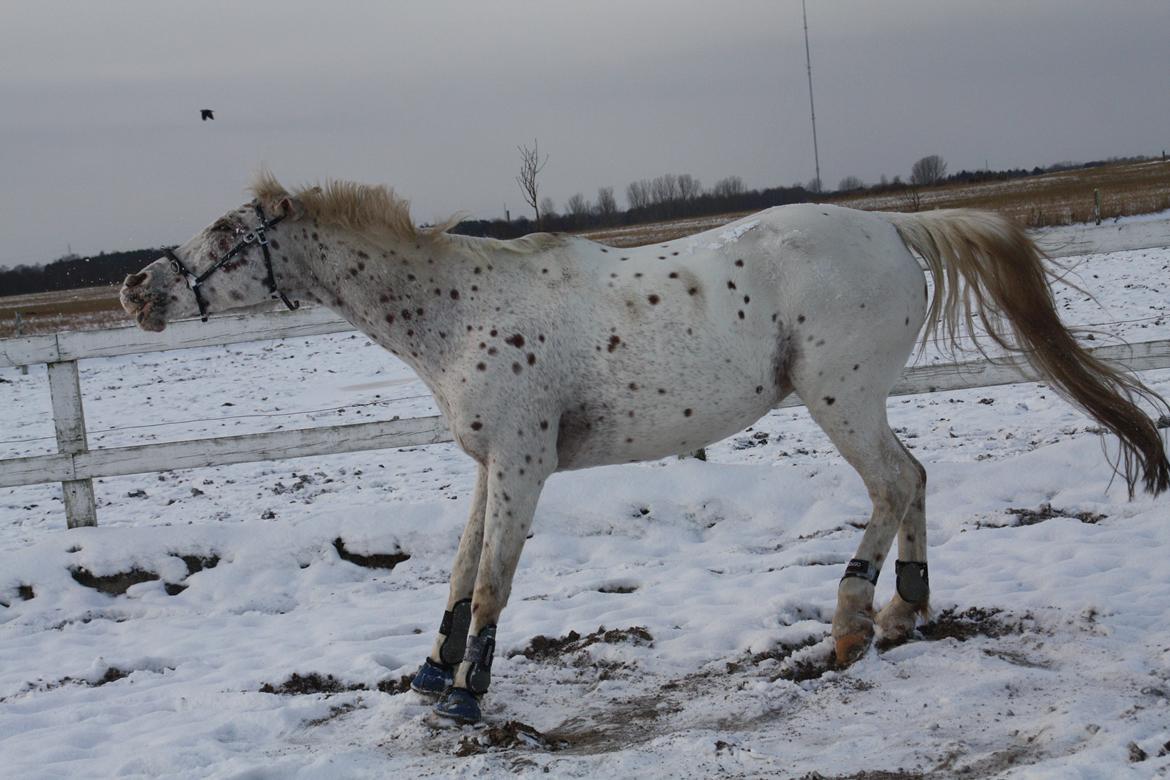 Appaloosa Spotlight - Lige rullet sig. December 2012 [foto: Rie hansson-mig] billede 14