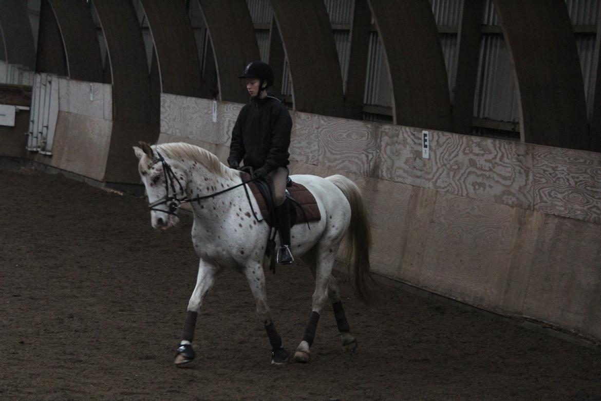 Appaloosa Spotlight billede 17