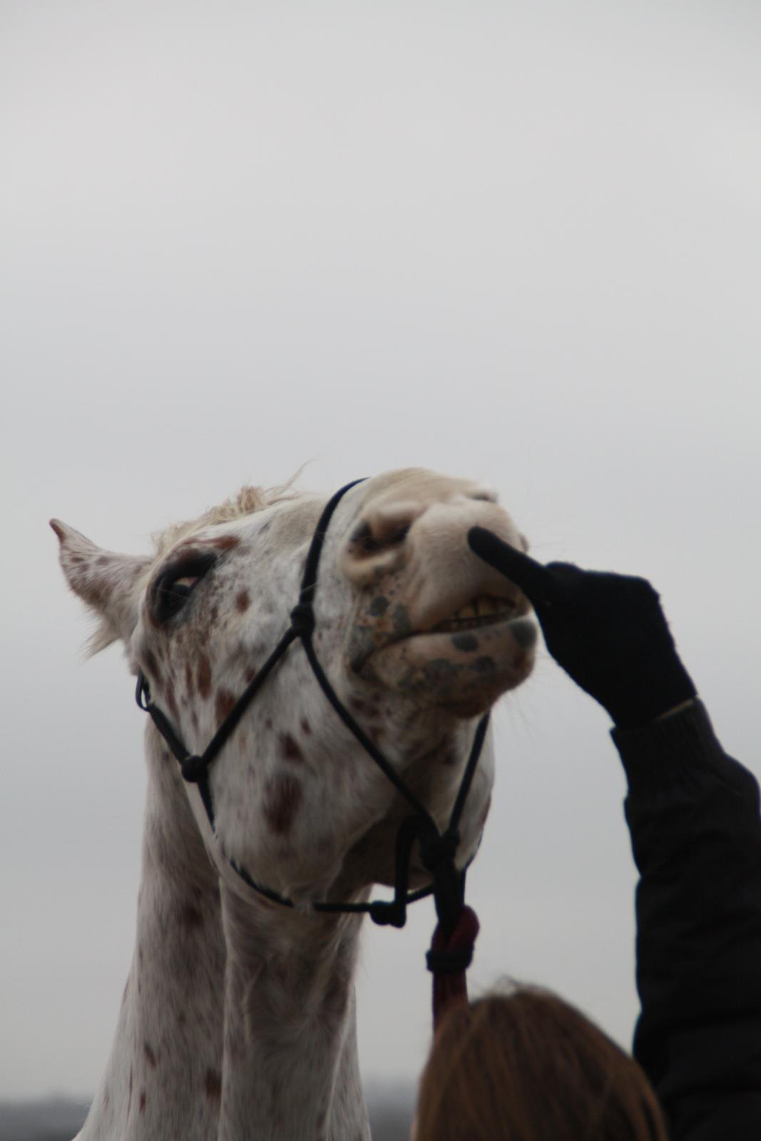 Appaloosa Spotlight billede 18