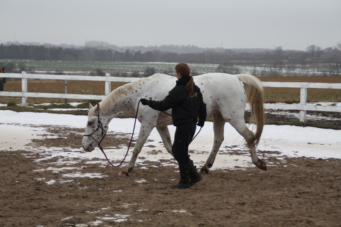 Appaloosa Spotlight billede 19