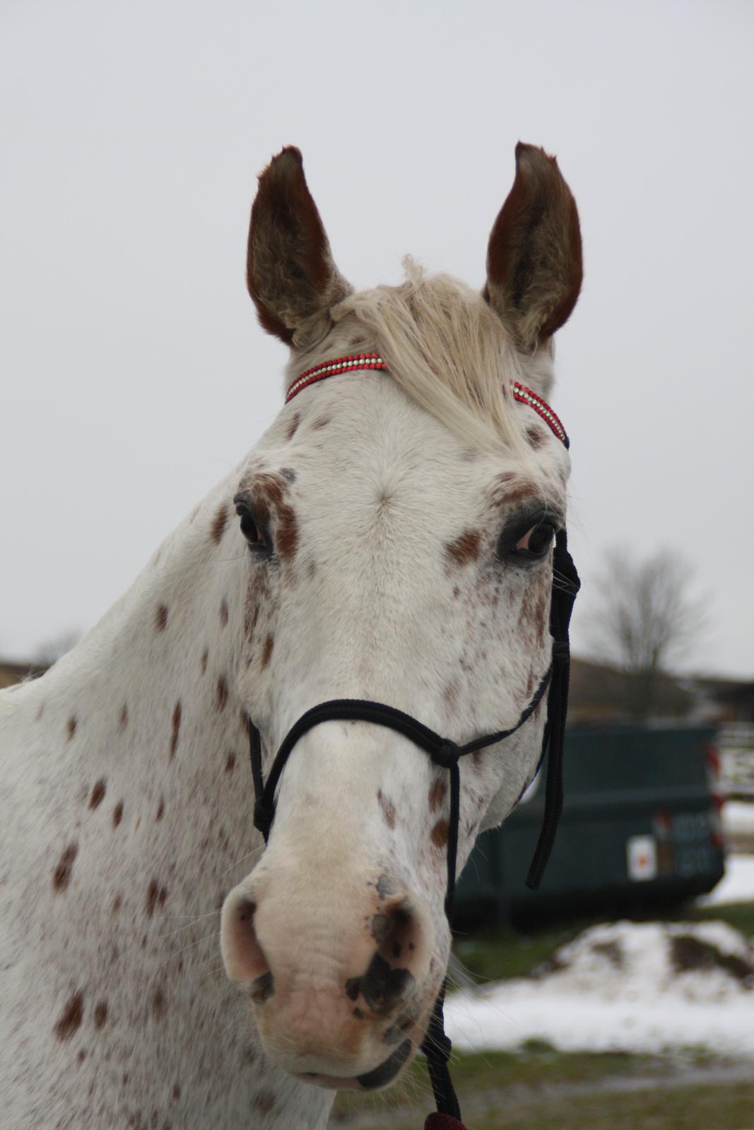Appaloosa Spotlight - Velkommen til spots profil :) [foto:lara bragenholt] billede 1