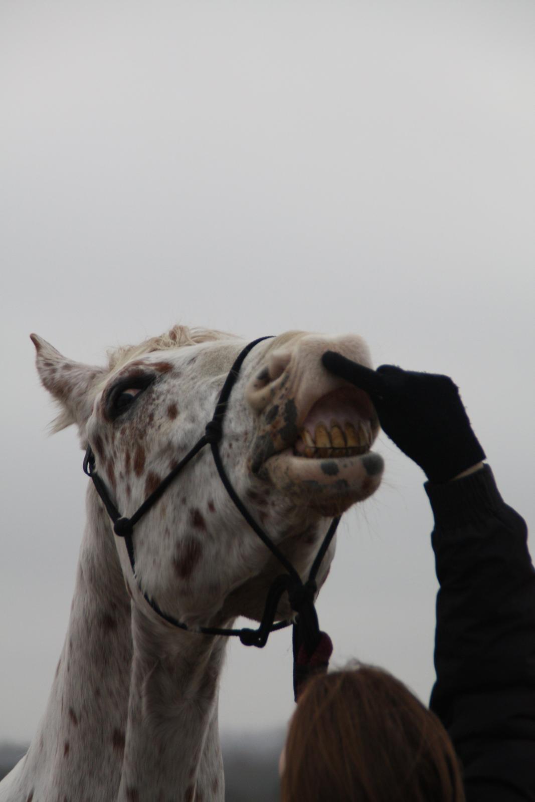 Appaloosa Spotlight - Ved at lære at smile :) 24 december 2012 [foto: lara bragenholt] billede 20