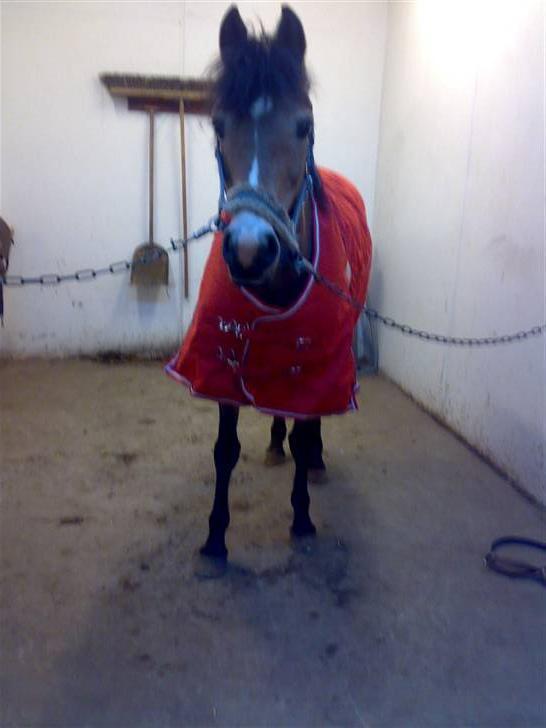 Tysk Sportspony Sally billede 5