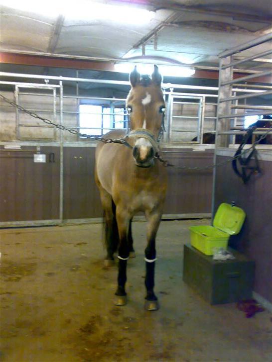 Tysk Sportspony Sally billede 6