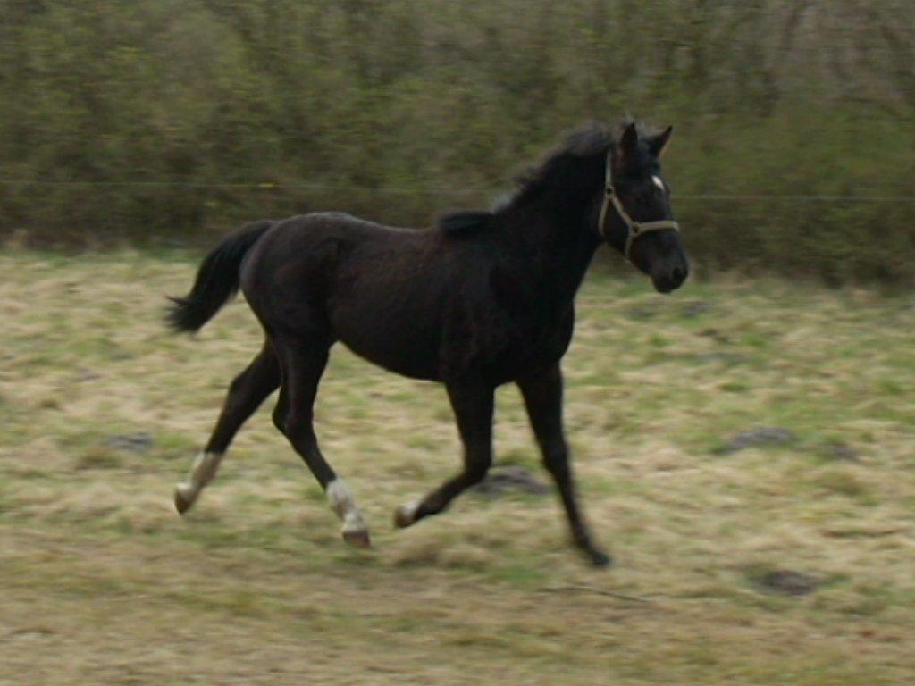 Oldenborg Pedro af Brorstrup billede 2