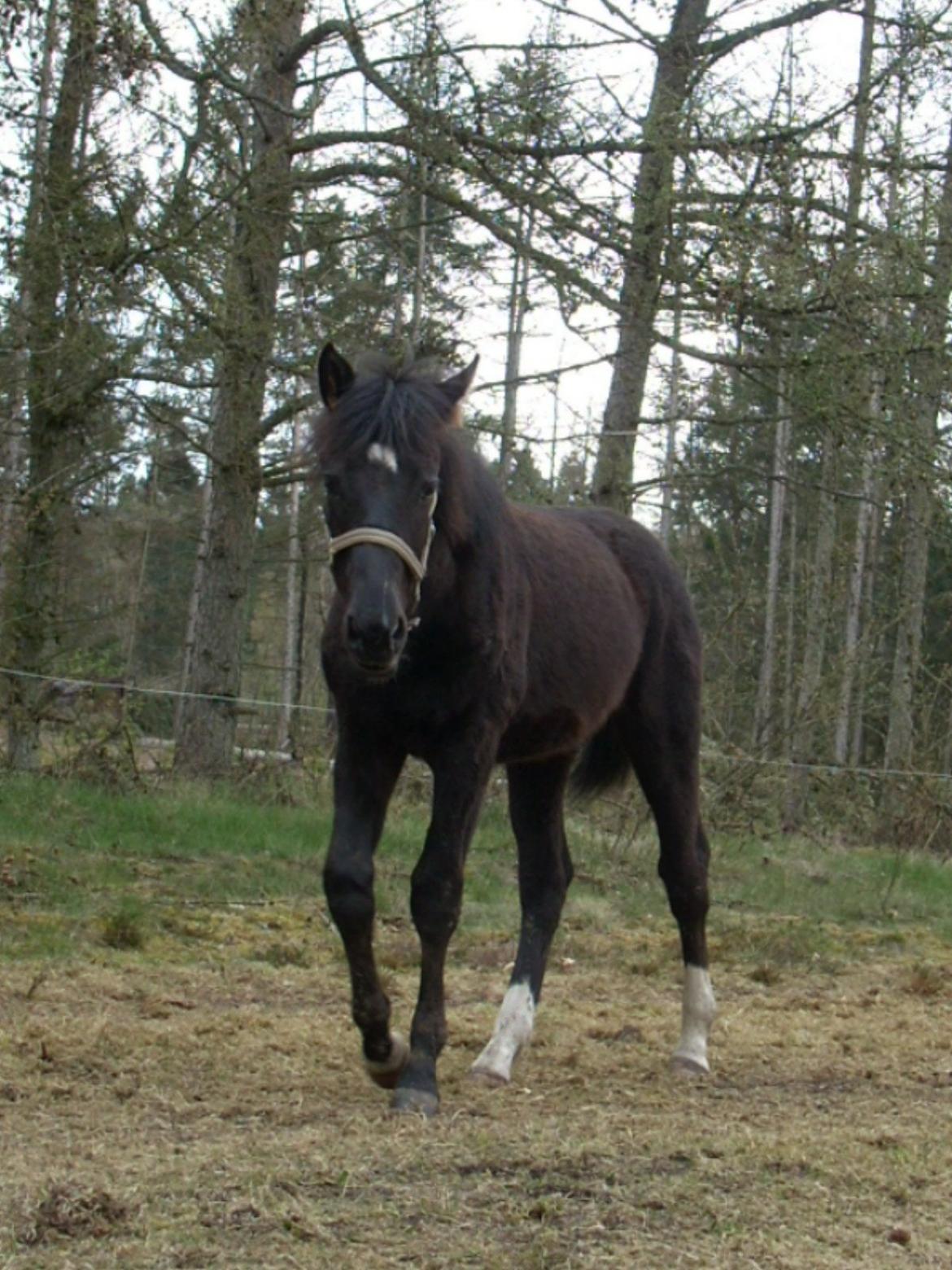 Oldenborg Pedro af Brorstrup billede 3