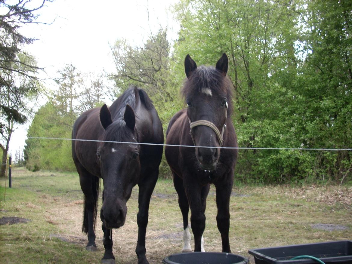 Oldenborg Pedro af Brorstrup - Juli 2012.  billede 4