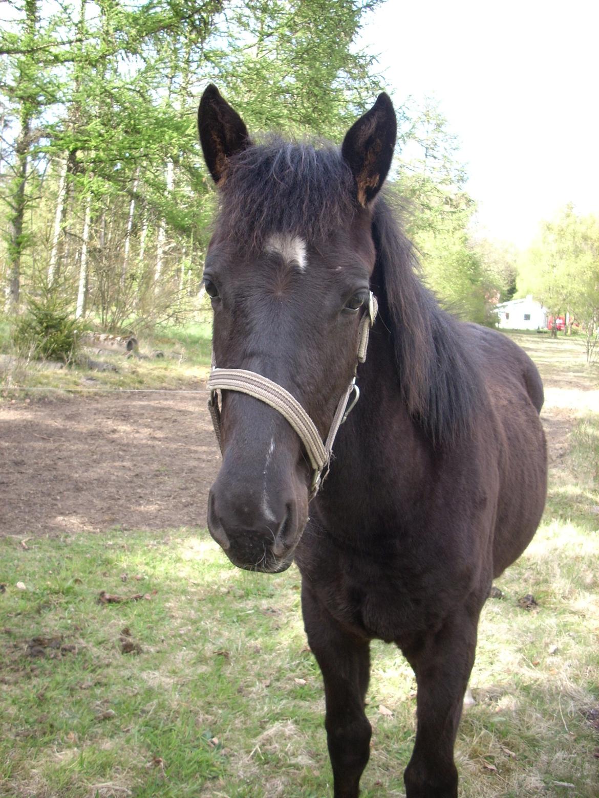 Oldenborg Pedro af Brorstrup billede 5