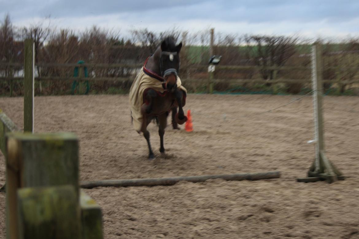 New Forest Navarana's Dion - Over kom han:-)  billede 3