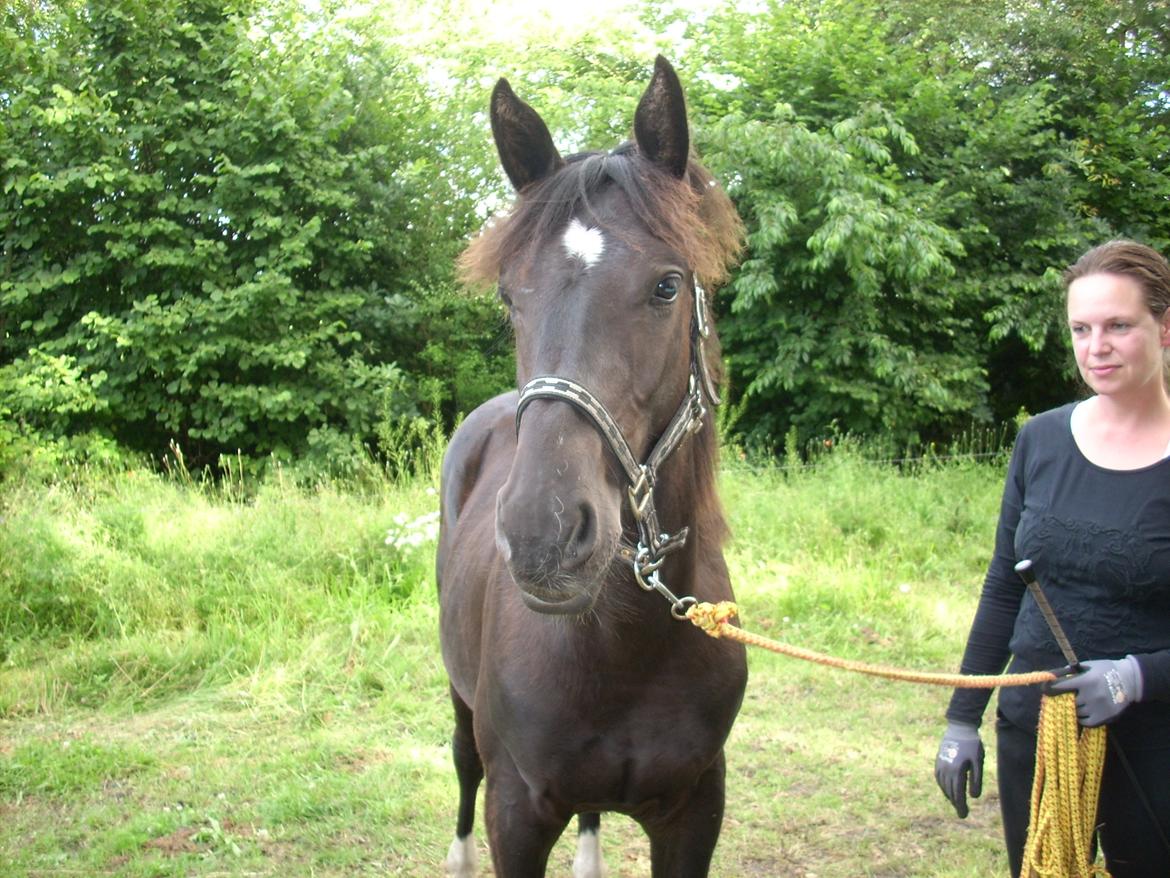 Oldenborg Pedro af Brorstrup billede 6
