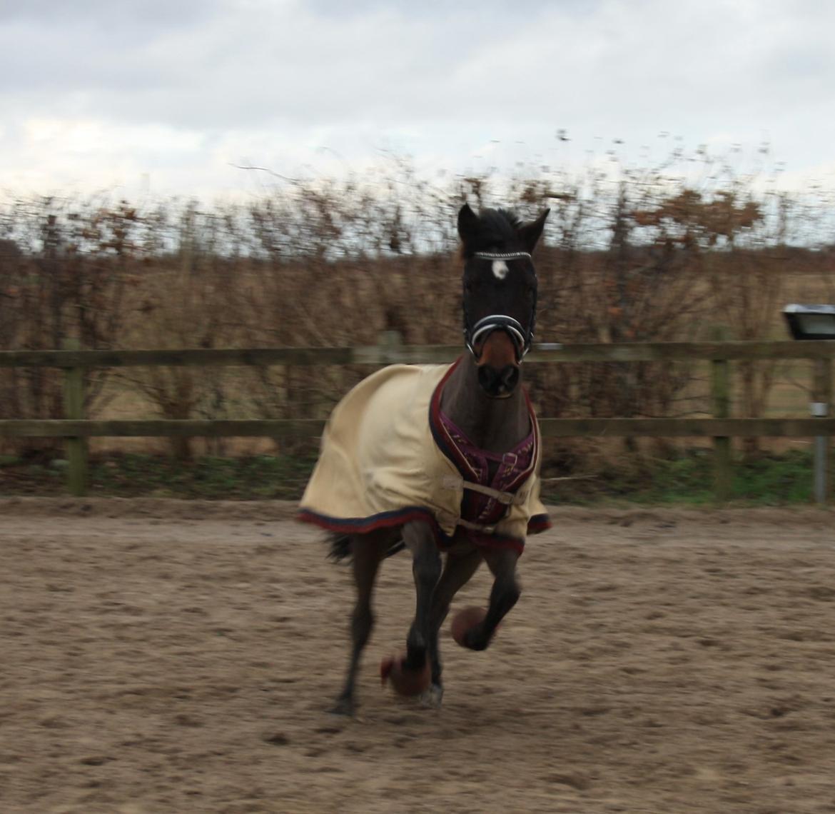 New Forest Navarana's Dion - <3 billede 5