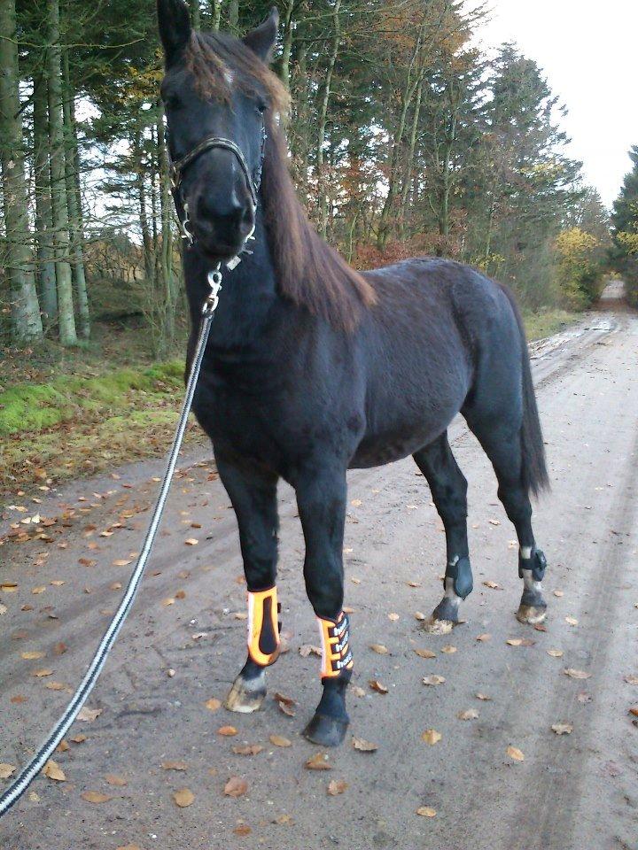 Oldenborg Pedro af Brorstrup - Så har mig og den bette været på tur for første gang og mødt biler, traktorer, cyklist, kat, flagrende plastik og andre heste. Bortset fra de andre heste, som var lidt for spændende, så gik det bare så godt :-) billede 7