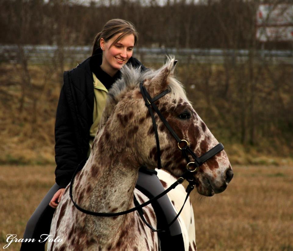 Knabstrupper COMETT - Min dejlige hest og jeg, 27. december 2012. Foto: Anni Gram//Gram Foto billede 1