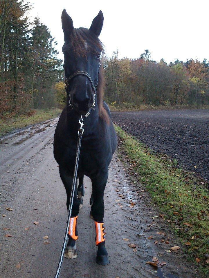 Oldenborg Pedro af Brorstrup - Nov. 2012 billede 8